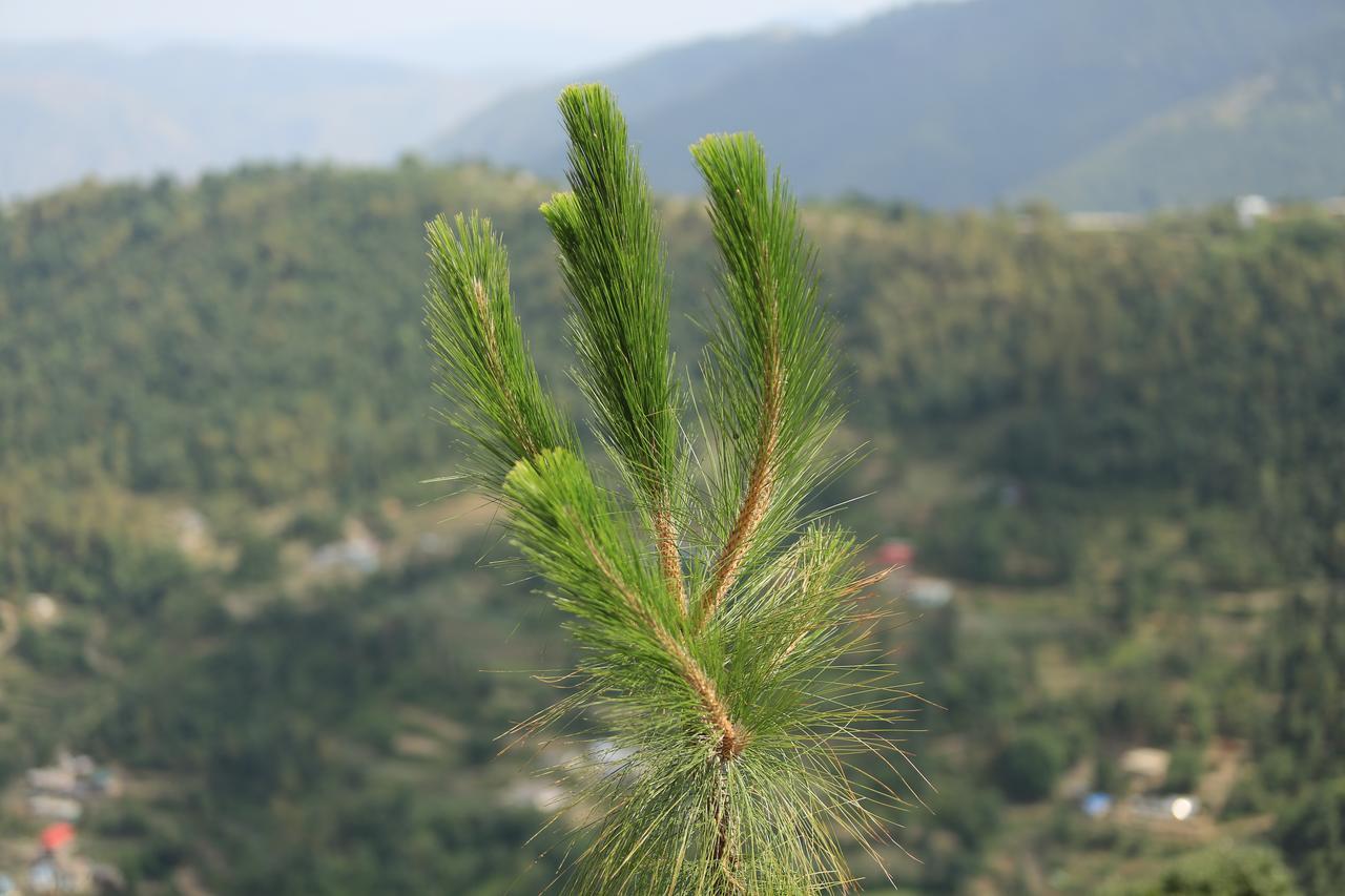 Jungle Livinn Resort Chail Exterior photo